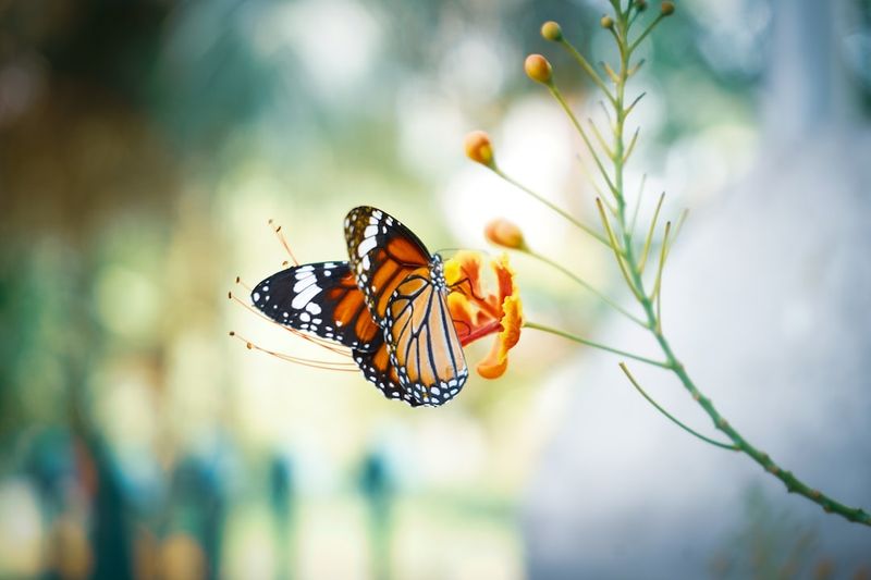 Christine Sinclair Continues to Embrace the Butterflies Ahead of Historic Sixth Appearancewordpress,ChristineSinclair,butterflies,historicappearance