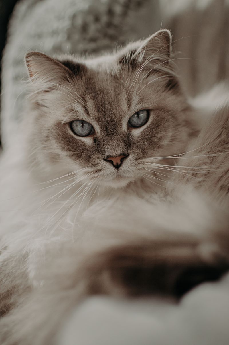 "How Old is Your Cat in Human Years? Unveiling Surprising Aging Patterns in Feline Companions"wordpress,cat,petcare,agingpatterns,felinecompanions,catyears,humanyears