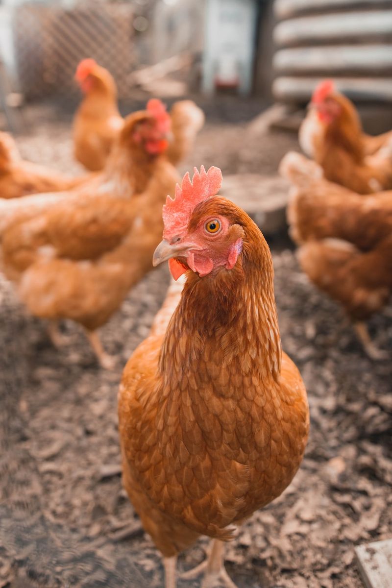 "No Foul Play: White Rock RCMP's Poultry Encounters Leave No Cluck Unturned"poultryencounters,WhiteRockRCMP,foulplay,cluckunturned