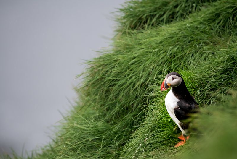 Project Puffin: A Conservation Success Story of Puffin Restoration in MaineProjectPuffin,Conservation,PuffinRestoration,Maine,WildlifeConservation,BirdConservation,EndangeredSpecies,EnvironmentalProtection,MarineLife,EcologicalRestoration