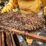 Beekeepers Unleash Expertise to Assist Police in Capturing Cascades of Accidental Bee Releasebeekeeping,policeassistance,accidentalbeerelease,beekeepers,expertise,capturingbees