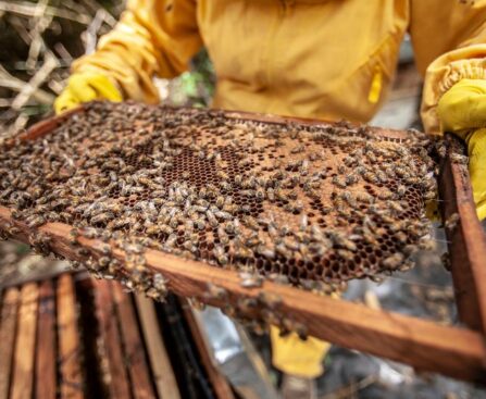 Beekeepers Unleash Expertise to Assist Police in Capturing Cascades of Accidental Bee Releasebeekeeping,policeassistance,accidentalbeerelease,beekeepers,expertise,capturingbees