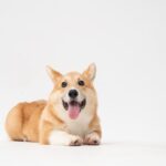 Beloved Meme Dog Cheems Passes Away at 12 After Brave Battle with Cancerdog,meme,cheems,cancer,beloved,tribute,loss,pet,remembrance