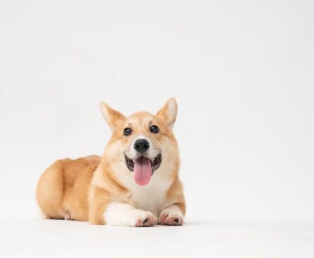 Beloved Meme Dog Cheems Passes Away at 12 After Brave Battle with Cancerdog,meme,cheems,cancer,beloved,tribute,loss,pet,remembrance