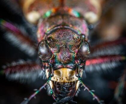 Entomological Encounter: Shuswap Witnesses Uneasy Mantis Misadventureentomology,encounter,Shuswap,mantis,misadventure