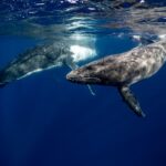 "Whale of a Tale: Byron Bay Couple's Unforgettable Encounter with a Baby Leviathan at The Pass"whale,tale,ByronBay,couple,unforgettableencounter,babyleviathan,ThePass