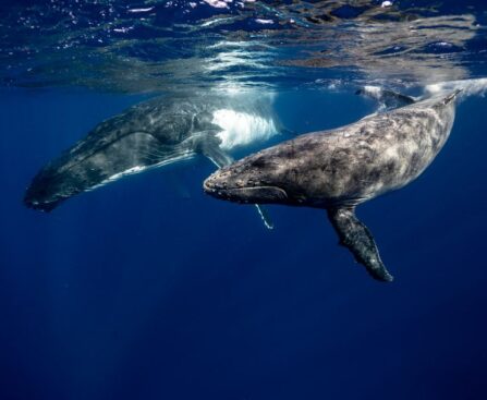 "Whale of a Tale: Byron Bay Couple's Unforgettable Encounter with a Baby Leviathan at The Pass"whale,tale,ByronBay,couple,unforgettableencounter,babyleviathan,ThePass