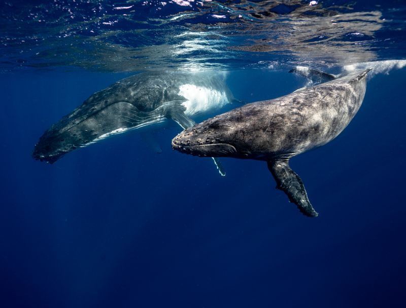 "Whale of a Tale: Byron Bay Couple's Unforgettable Encounter with a Baby Leviathan at The Pass"whale,tale,ByronBay,couple,unforgettableencounter,babyleviathan,ThePass