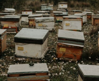 Beekeepers Assist Police in Capturing Millions of Accidentally Released Beesbeekeeping,policeassistance,accidentalrelease,bees,beekeepers