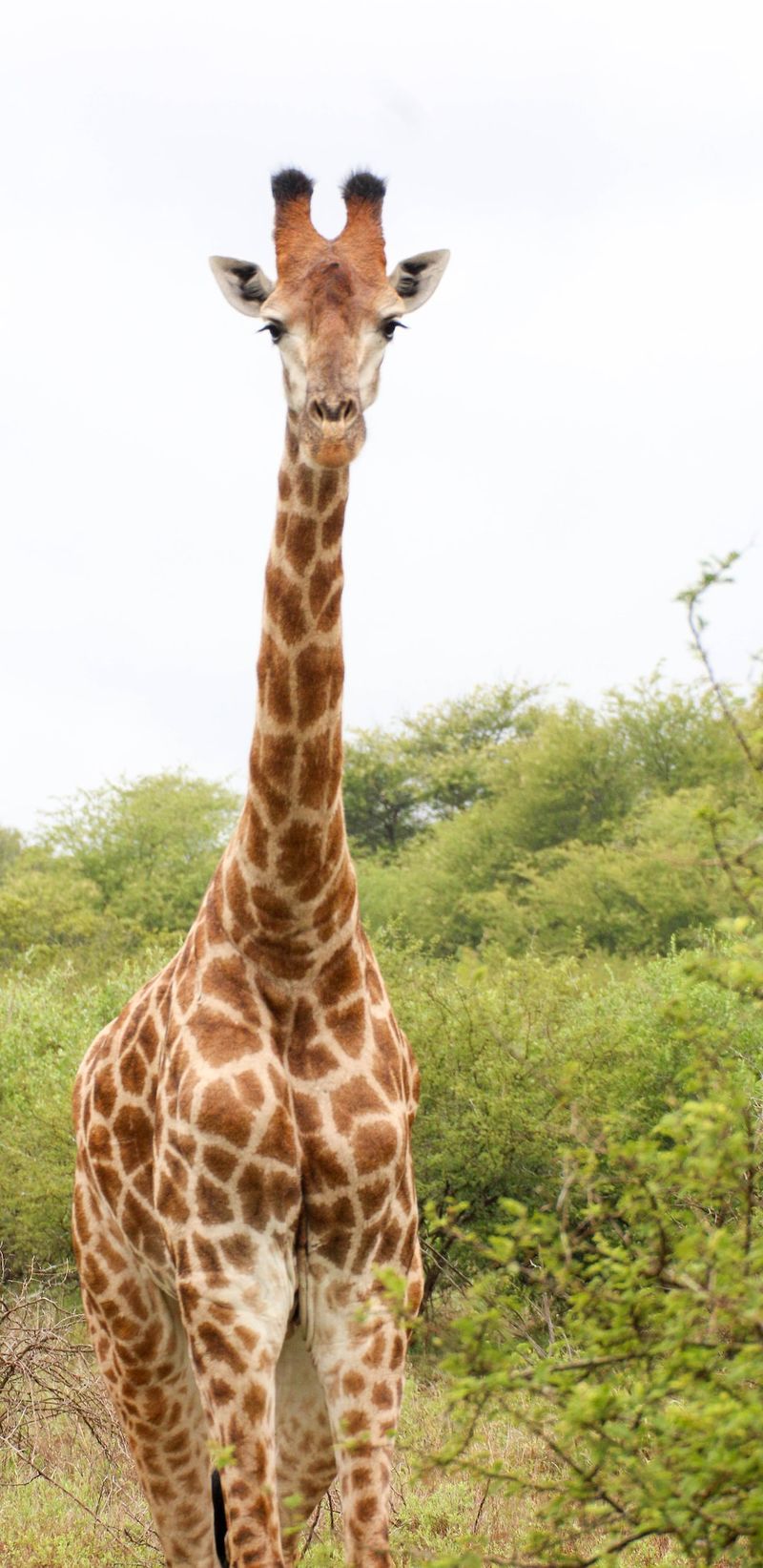 Tulsa Zoo Unveils Name of Youngest Giraffe, Celebrating National Wildlife Awareness MonthTulsaZoo,giraffe,NationalWildlifeAwarenessMonth