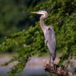 Exploring the Tale of "The Boy and the Heron": Unveiling the Plot, Cast and Release DateTheBoyandtheHeron,plotanalysis,castdetails,releasedate,storytelling,children'sliterature