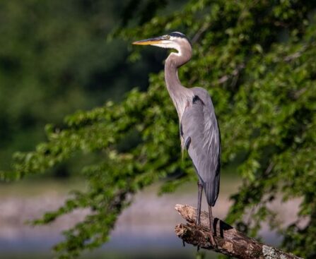 Exploring the Tale of "The Boy and the Heron": Unveiling the Plot, Cast and Release DateTheBoyandtheHeron,plotanalysis,castdetails,releasedate,storytelling,children'sliterature