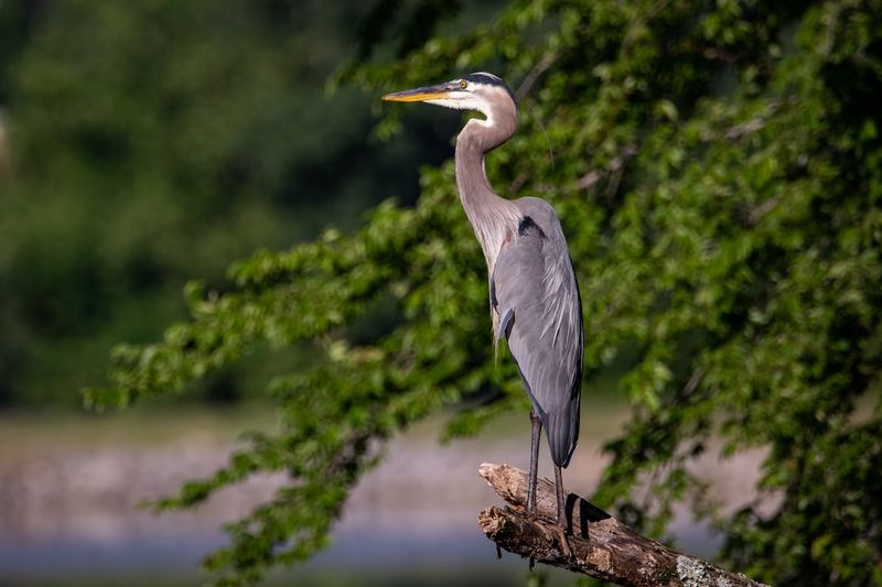 Exploring the Tale of "The Boy and the Heron": Unveiling the Plot, Cast and Release DateTheBoyandtheHeron,plotanalysis,castdetails,releasedate,storytelling,children'sliterature