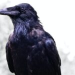 Ravens Peak in Prime Health Form for London Showdownwordpress,tagnames,RavensPeak,PrimeHealth,LondonShowdown